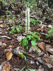 Spiranthes odorata