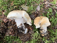 Hydnum washingtonianum