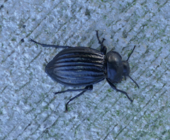 Stenomorpha corrugans