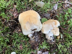 Hydnum washingtonianum