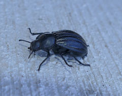 Stenomorpha corrugans