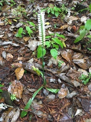 Spiranthes odorata