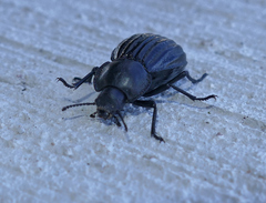 Stenomorpha corrugans