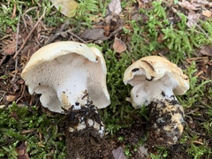 Hydnum washingtonianum