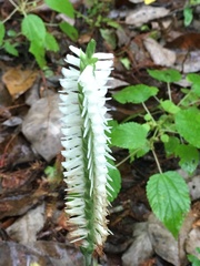 Spiranthes odorata