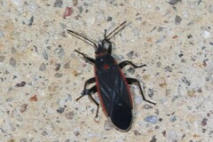 Melacoryphus lateralis