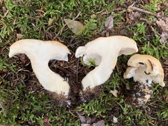 Hydnum washingtonianum