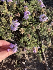 Glandularia tenera