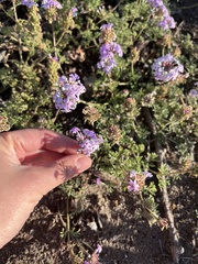 Glandularia tenera