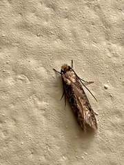 Monopis crocicapitella