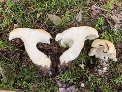 Hydnum washingtonianum