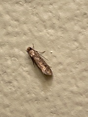 Monopis crocicapitella