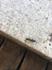Ponerinae