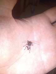 Aegomorphus jaspideus