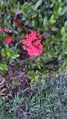Ixora