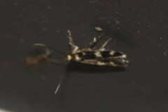 Oegoconia novimundi