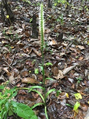 Spiranthes odorata