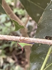 Umbonia spinosa