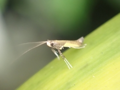 Caloptilia azaleella