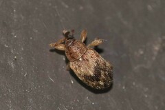 Curculionoidea