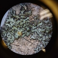 Phaeophyscia pusilloides