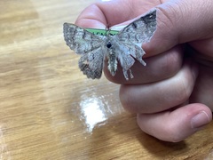 Crypsiphona ocultaria