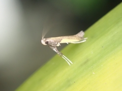 Caloptilia azaleella
