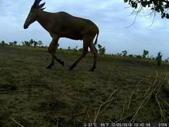 Alcelaphus buselaphus major