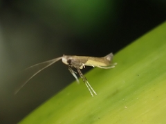 Caloptilia azaleella