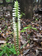 Spiranthes odorata