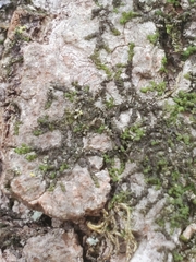 Frullania eboracensis