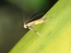 Caloptilia azaleella