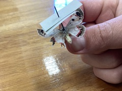 Crypsiphona ocultaria