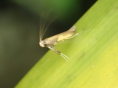 Caloptilia azaleella