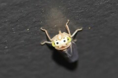 Balcanocerus crataegi