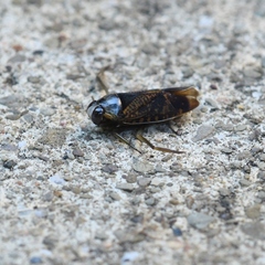 Notonecta irrorata