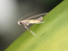Caloptilia azaleella