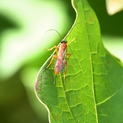 Theronia