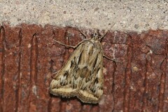 Loxostege cereralis