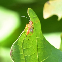 Theronia