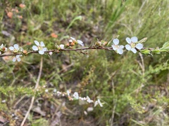 Leptospermum continentale