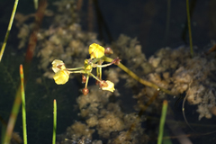 Utricularia foliosa