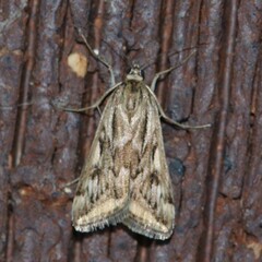 Loxostege cereralis