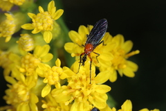 Dilophus spinipes