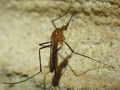 Coquillettidia xanthogaster