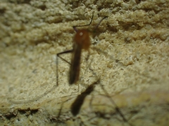 Coquillettidia xanthogaster