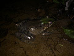 Lithobates vaillanti