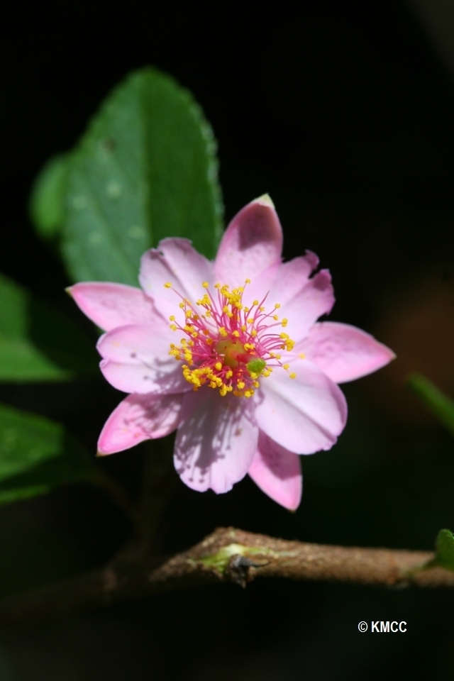 Grewioideae