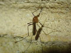 Coquillettidia xanthogaster