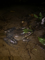 Lithobates vaillanti